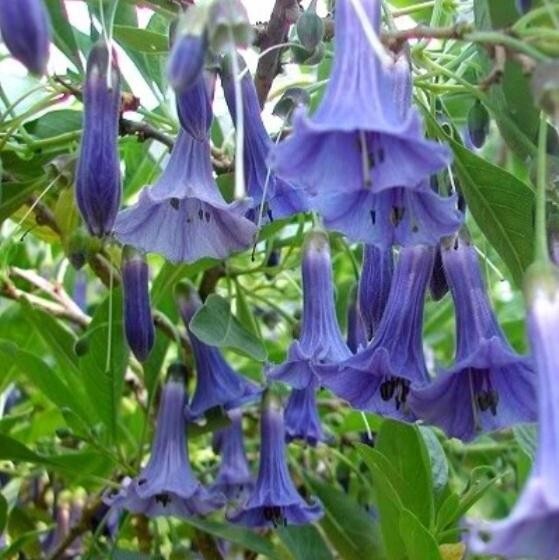 25 Seeds| Blue Angel Datura Flowers Seeds#G005