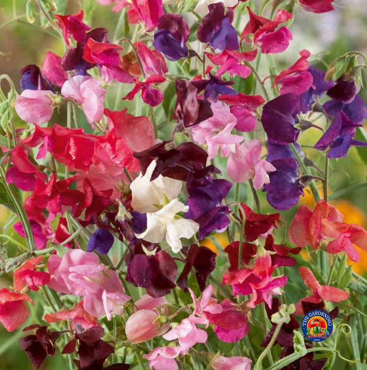 50 SWEET PEA SEEDS HEIRLOOM Flower Mix Lathyrus Fragrant 5′ Tall Vine Non-GMO