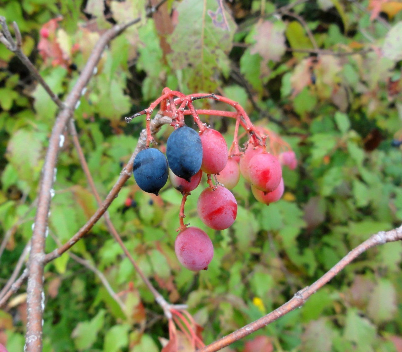 20+ seeds Nannyberry Native Shrub (Viburnum lentago) Edible & Medicinal