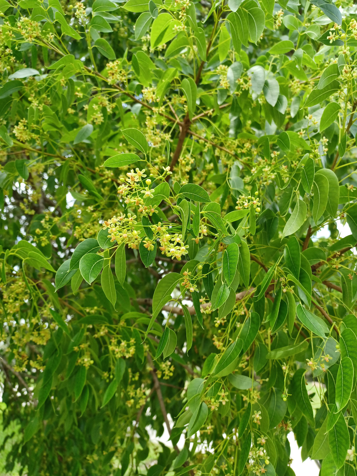 15 West Indies Mahogany Seeds, Swietenia mahagoni (Gathered 2023)