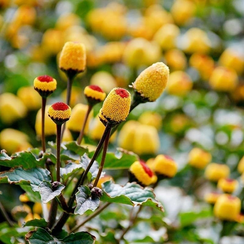150+Yellow Toothache Plant Seeds for Planting-Perennial Garden Flowers Home H…