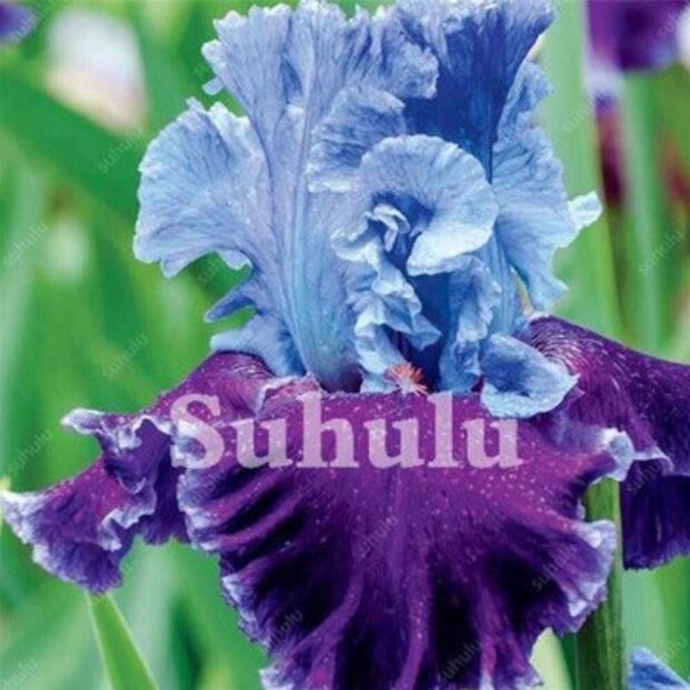 20 SEEDS for Purple/Blue IRIS rare flower exotic bloom garden plant USA Seller P