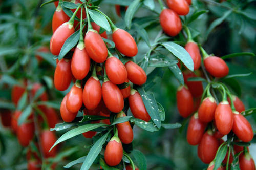 50+ Goji Berry Seeds – FREE SHIPPING – QUALITY Lycium barbarum – Wolfberry