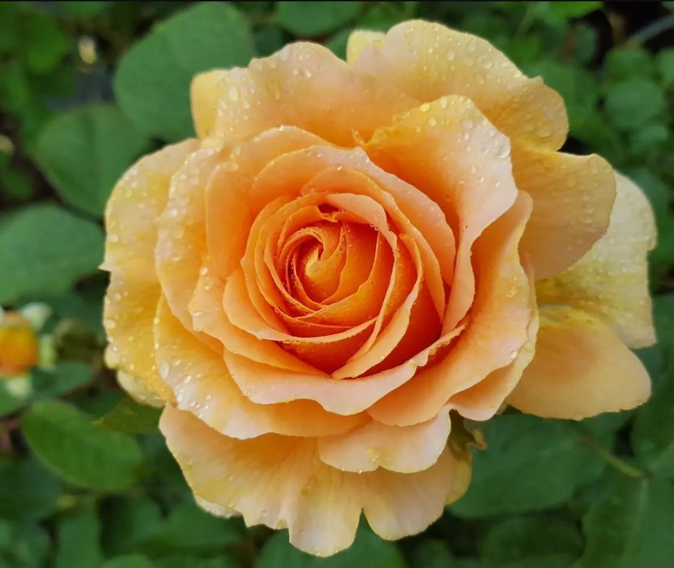 Honey Perfume Floribunda Rose Seeds – Pack 30 Seeds – Rose Flower Gardening