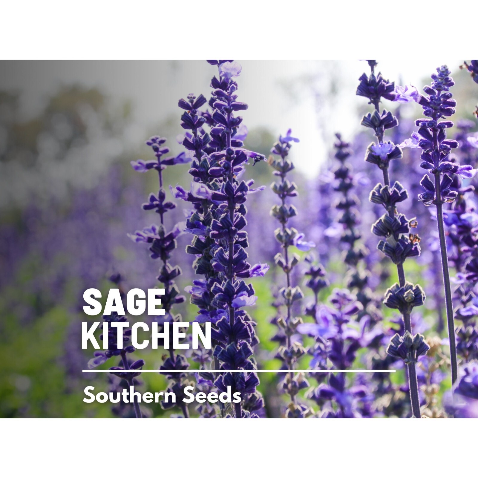 Sage, Kitchen – 50 Seeds – Heirloom Herb, Medicinal & Culinary, Flavorful, Fragr