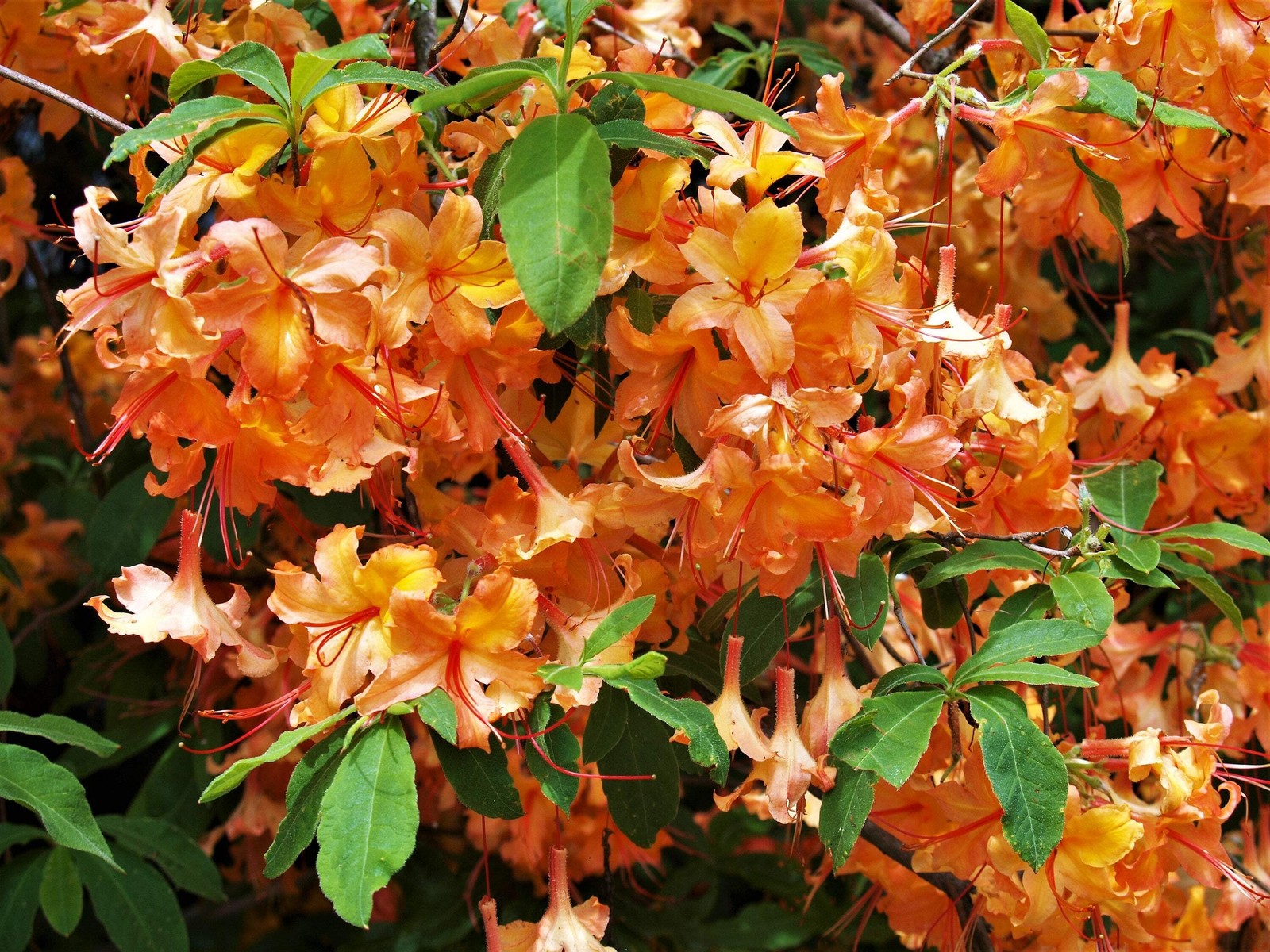 30 Orange FLAME AZALEA Rhododendron Calendulaceum Bush Shrub Flower Seeds