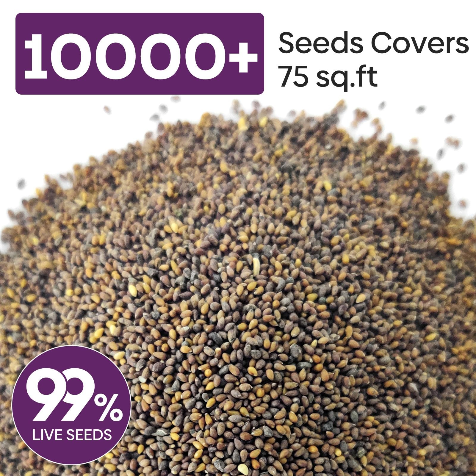 Johnny Jump Up Seeds, 10000+ Perennial Wild Violet Seeds for Planting, Edible…
