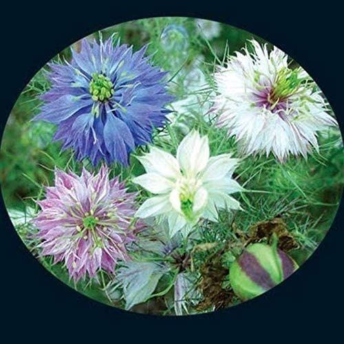 Love-in-a-Mist Seeds (25 Seed Packet) (More Heirloom, Organic, Non GMO, Vegetabl