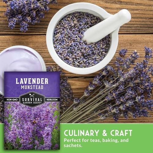 Munstead English Lavender Seeds for Planting – Compact Dwarf Hardy Perennial 1
