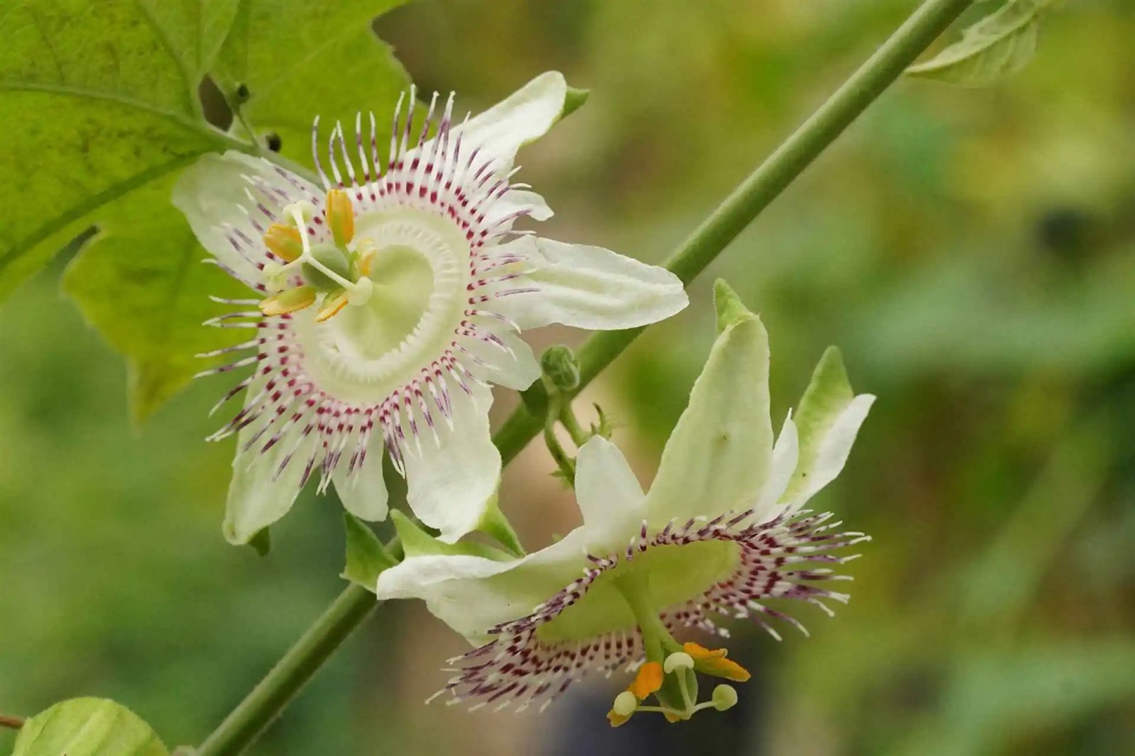Passiflora adenopoda | Passion Flower | 5_Seeds