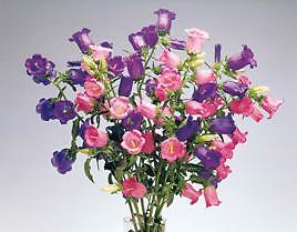 Campanula medium Champion II PL Blue Deep 100 seeds