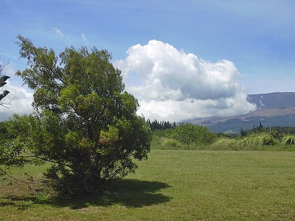 Acacia confusa | Small Philippine Acacia | 15 seeds