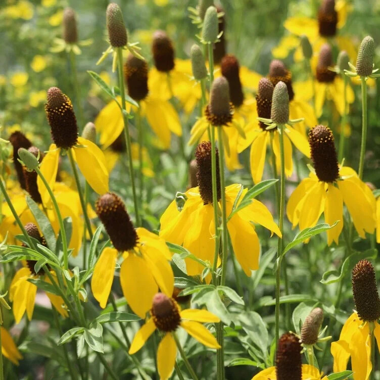 YELLOW PRARIE CONEFLOWER RATIBIDA COLUMNARIS 100 FRESH SEEDS FREE USA SHIPPING