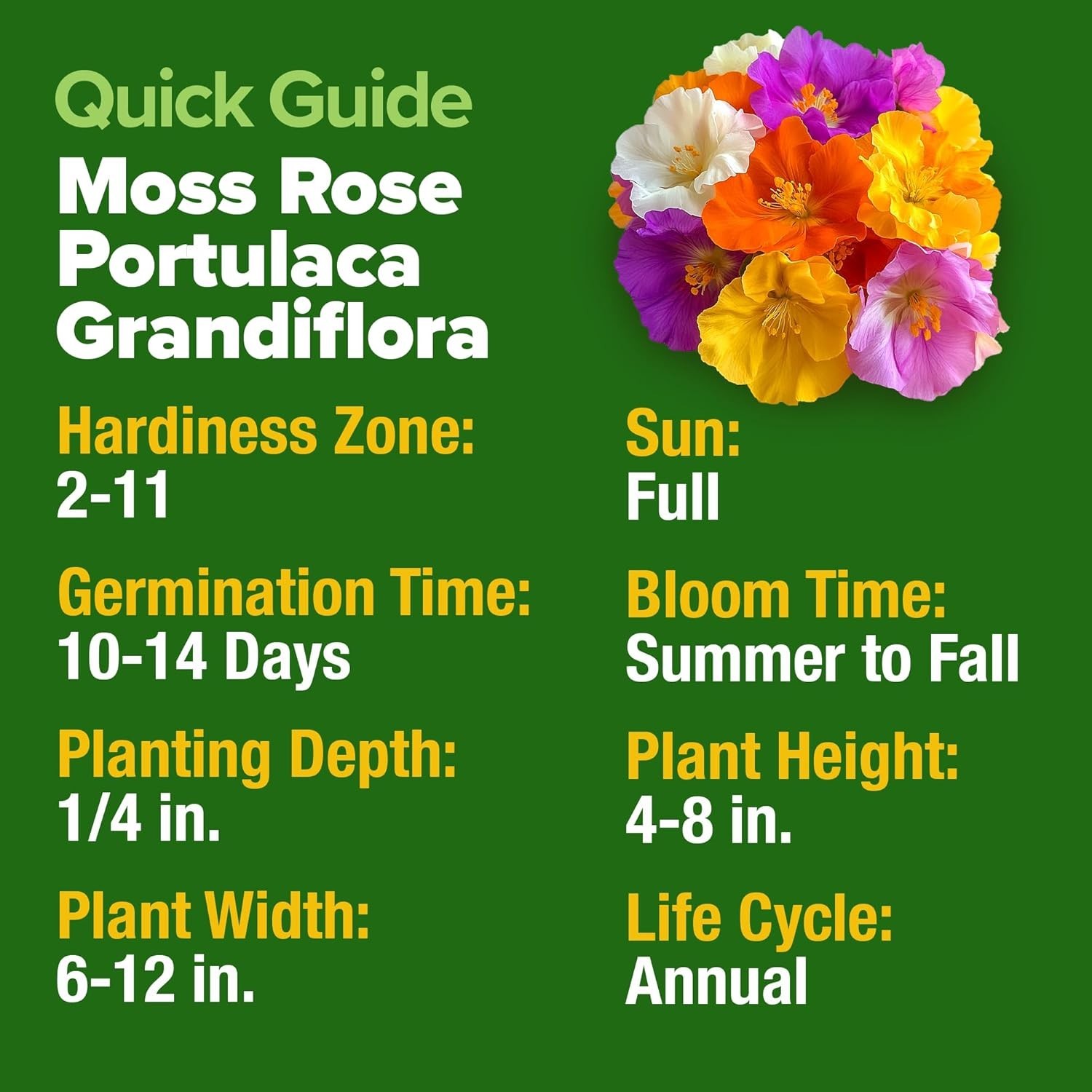 Bulk Pack Moss Rose Seeds – Attract Pollinators with Colorful Blooms Outside