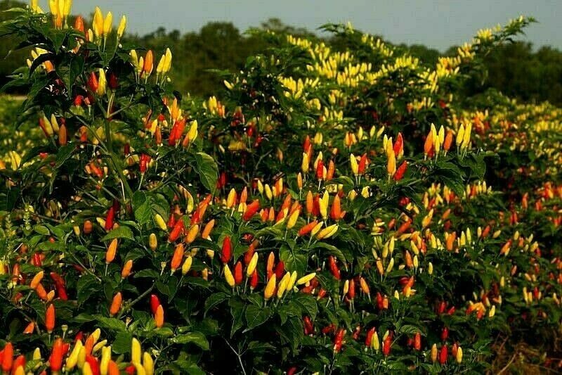 Rainbow Tabasco Hot Pepper Seeds – You can grow this pepper into a tree!
