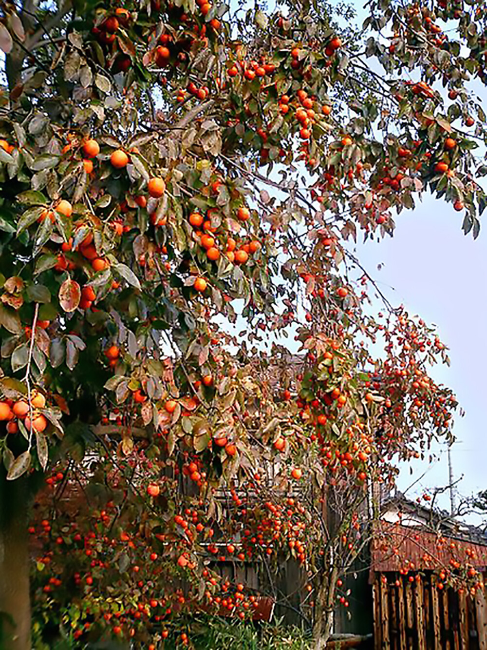 Japanese Persimmon, Diospyros kaki, Tree Seeds