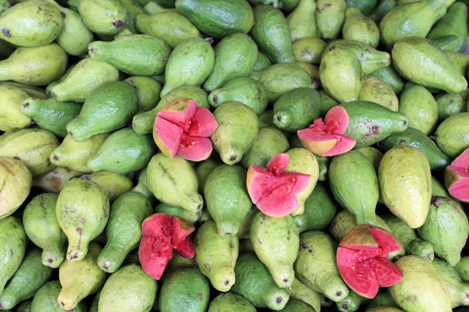 10 Seeds Psidium guajava Apple Guava Ornamental Tropical Overstock