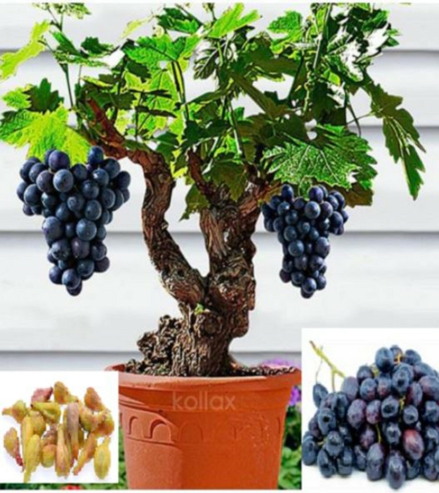 RARE DWARF BLACK GRAPE Tree (10 SEEDS) – Combined Shipping Discount (USA seller)