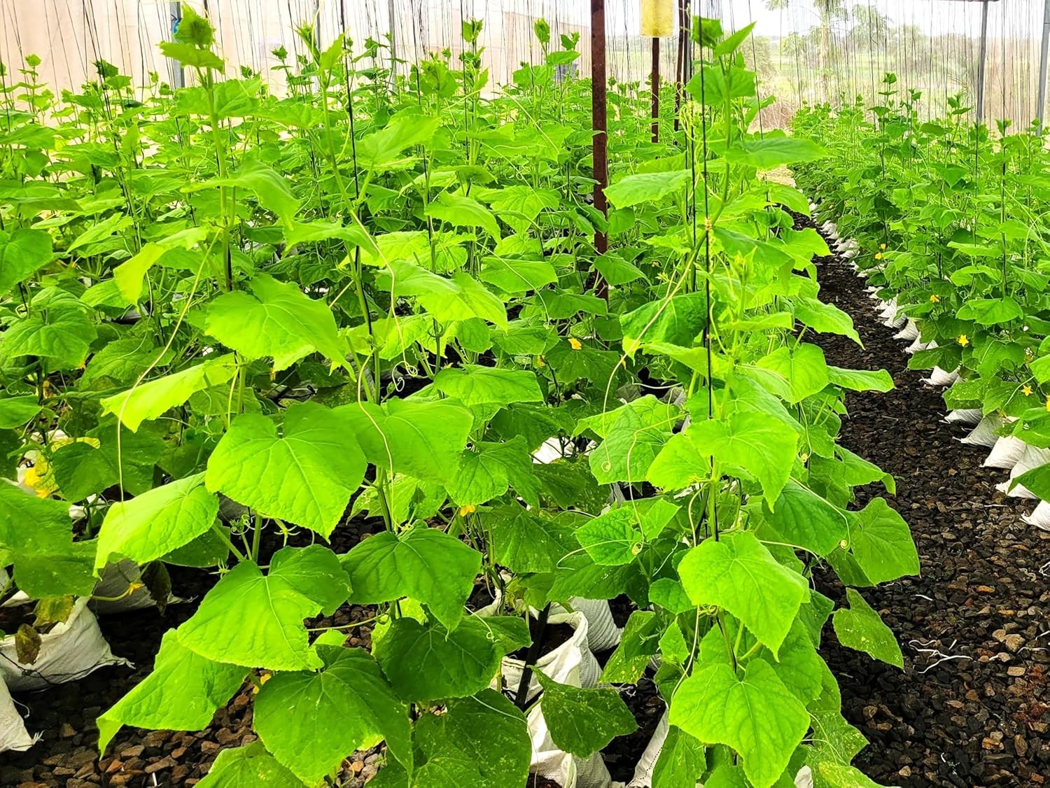 TomorrowSeeds – English Telegraph Improved Burpless Cucumber (English Cucumber)