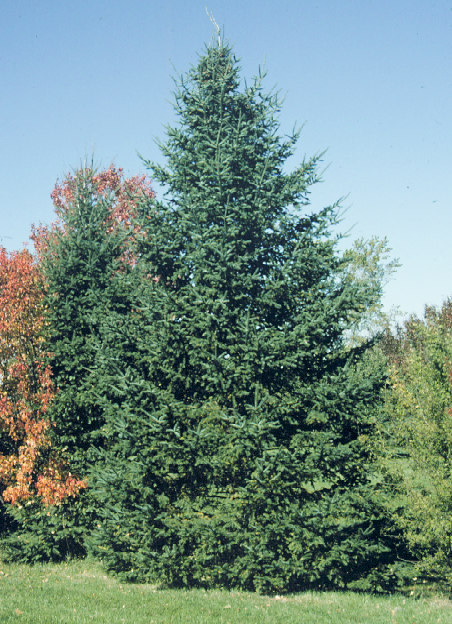Balsam Fir, Abies balsamea, Tree Seeds