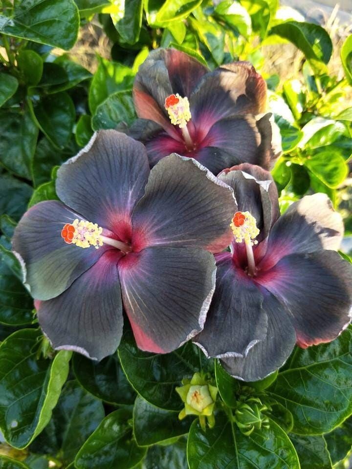 20 Hibiscus Seeds Flowers Flower Seed Perennial Bloom US SELLER ” Yellow Black”
