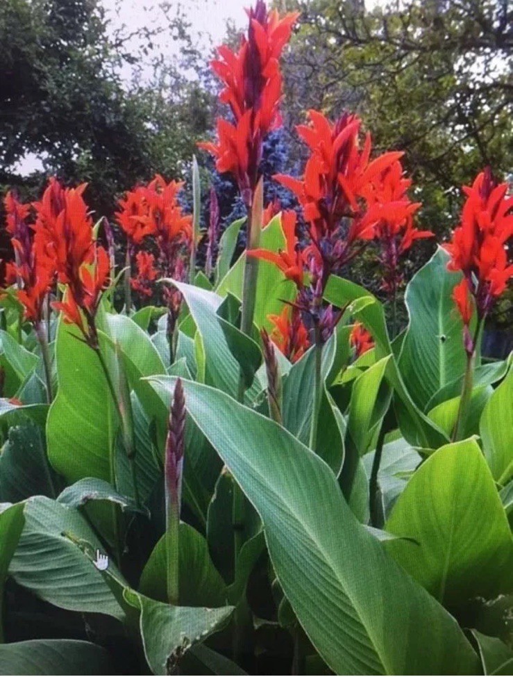 Red Canna Lilly (12 Seeds) Fast Growing And Very Beautiful