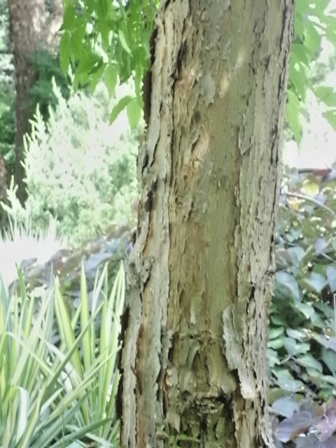20 THREE FLOWER MAPLE SEEDS – Acer trifolium