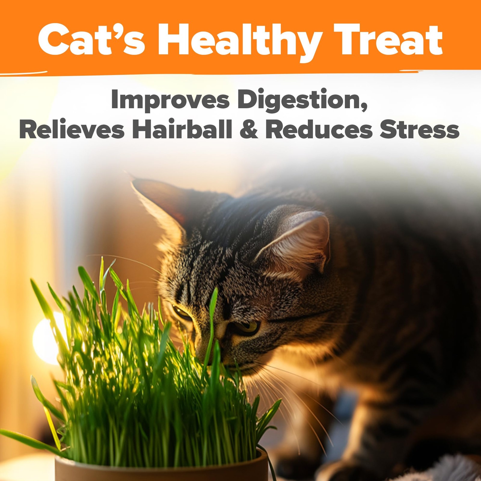 Non GMO 1 Pound Cat Grass 12,700+ Seeds for Cat & Kittens Oat & Barley Mix 10…