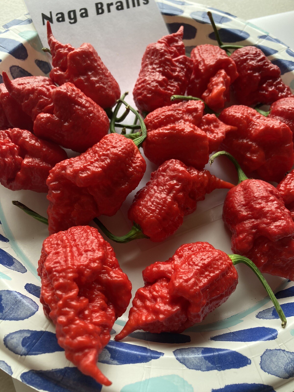 Devil’s NagaBrains Hot Pepper Seeds 15+ Per Pack