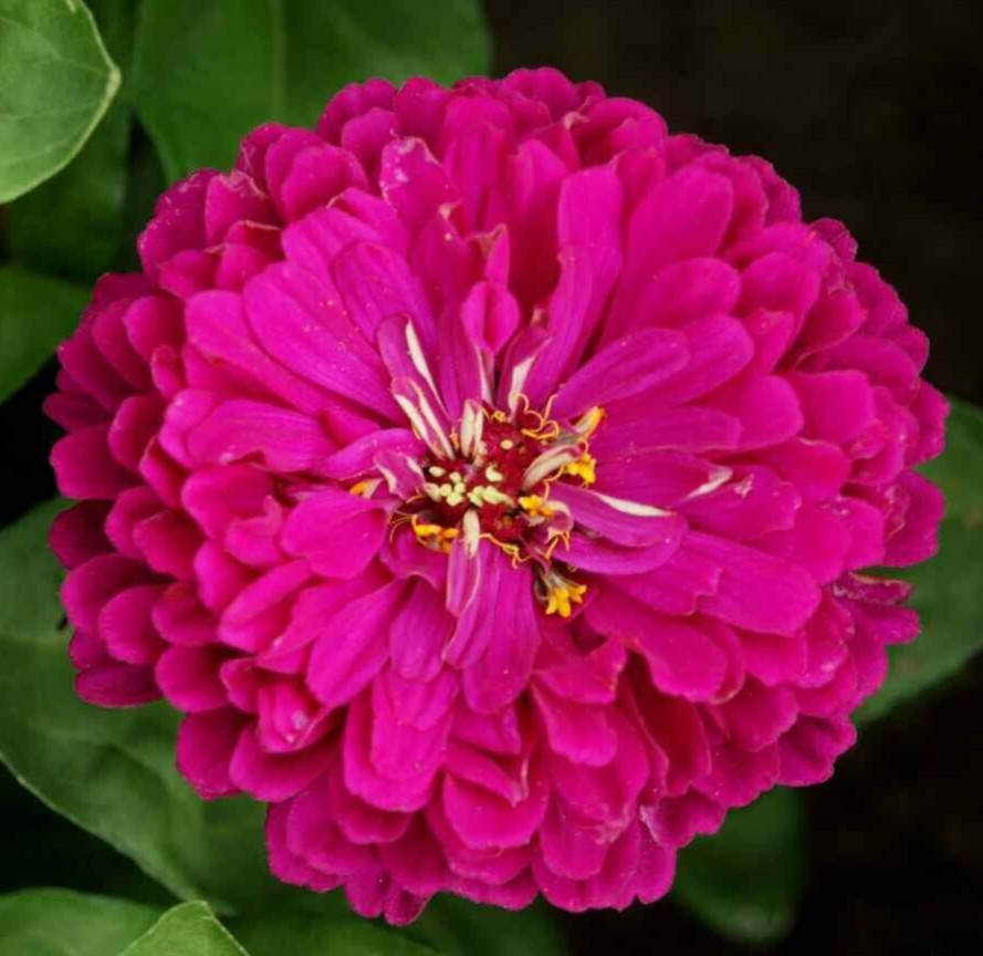 PURPLE PRINCE ZINNIA SEEDS 200+ ANNUAL flower GARDEN butterflies BEES free ship