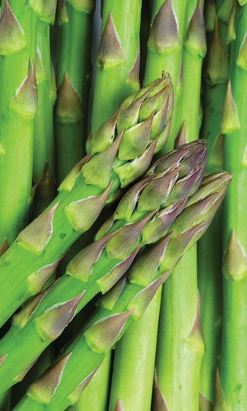 50+ Asparagus Seeds Mary Washington Asparagus (Asparagus officinalis) USA