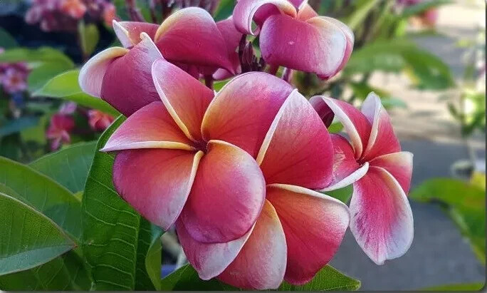 5 Orange Pink W Plumeria Seeds Perennial Flowers Flower Frangipani Seed US SELL