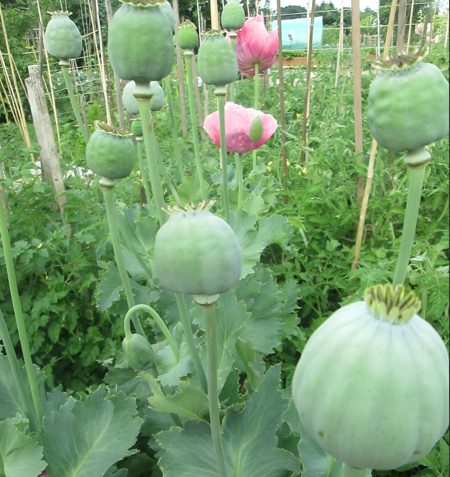 1,000 Qis Bowling Ball Poppy Seeds – The Largest P. Somniferum Poppy Fresh Seeds