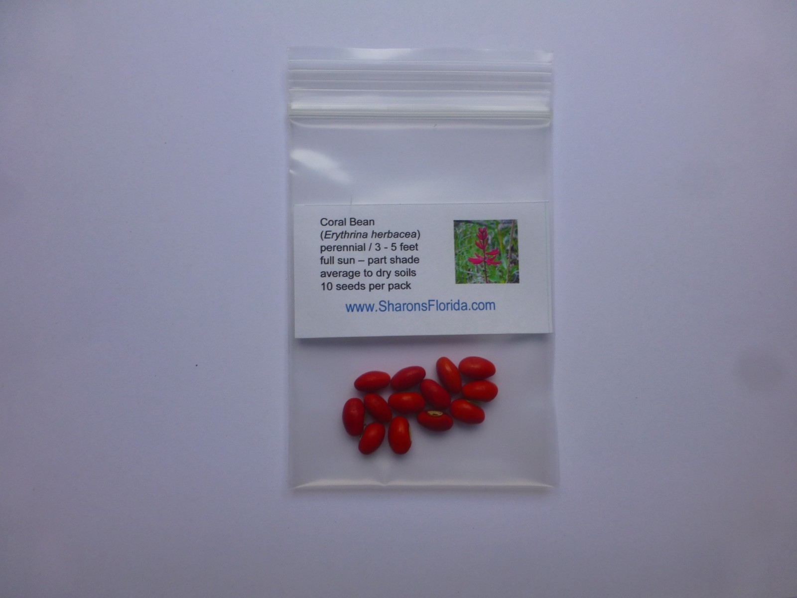 Coral Bean Seeds (Erythrina herbacea) ✤ 10 Organic Seeds