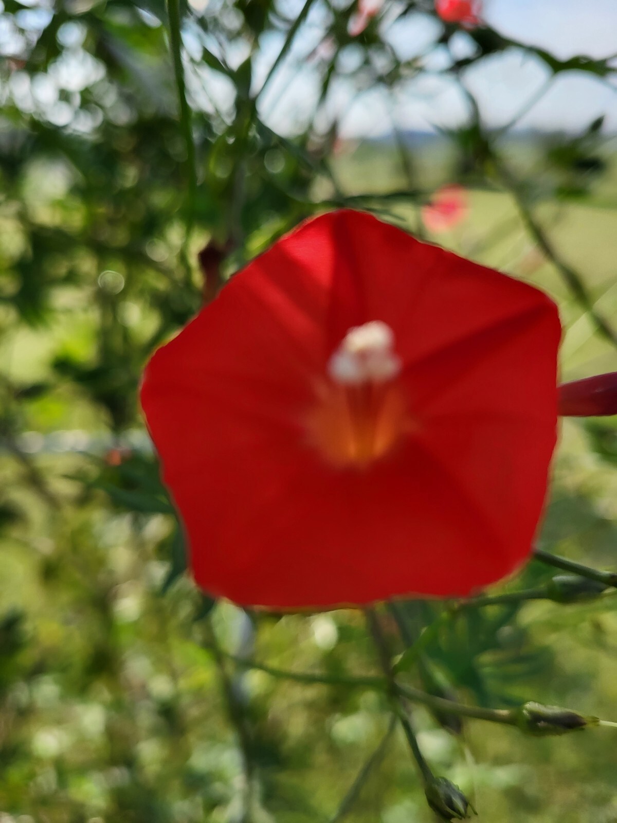 Cardinal Climber-Hummingbird Vine-15 FRESH Seeds from my yard-2024