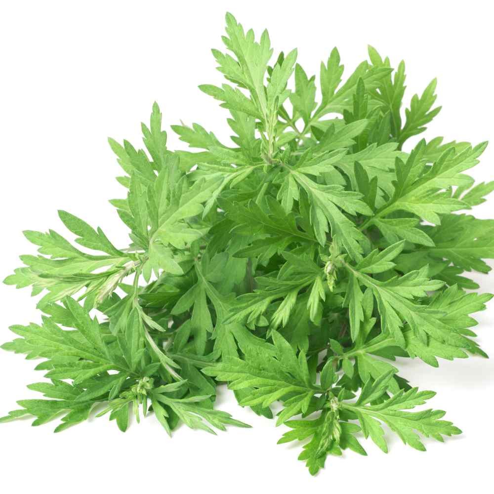 5000 Seeds Mugwort Herb Seeds For Planting – Artemisia Vulgaris