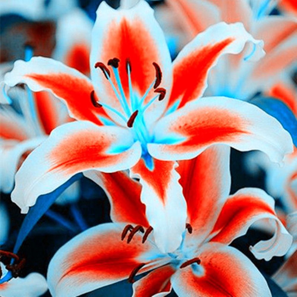 20 LILY FLOWER SEEDS rare exotic bloom blossom plant garden bush for germination