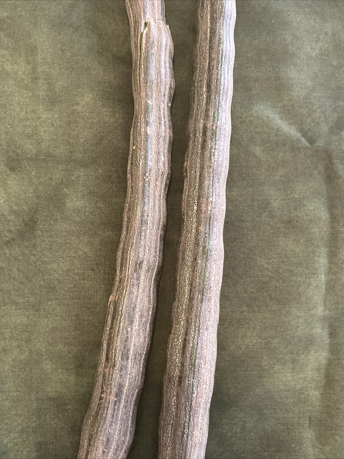 moringa tree seeds