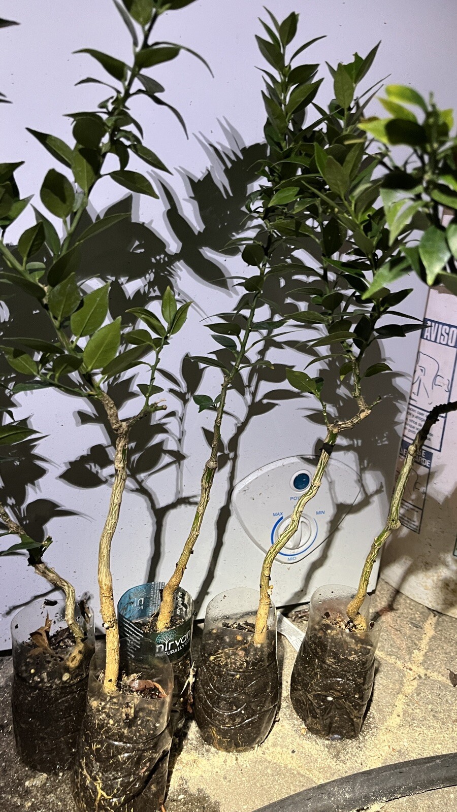 Myrtle Leaf Orange 14-20” tall (Citrus myrtifolia) Chinotto 2.5″ Pot Size