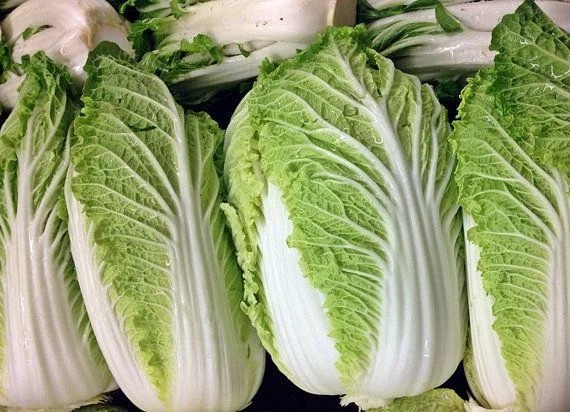 500 MICHIHILI CABBAGE SEEDS ~ USA ~ 2026 ~ heirloomseedguy