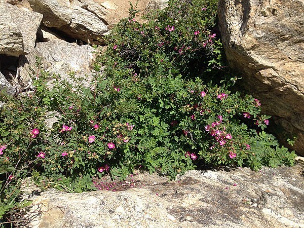 Rosa woodsii | Woods’ Rose | 20 Seeds