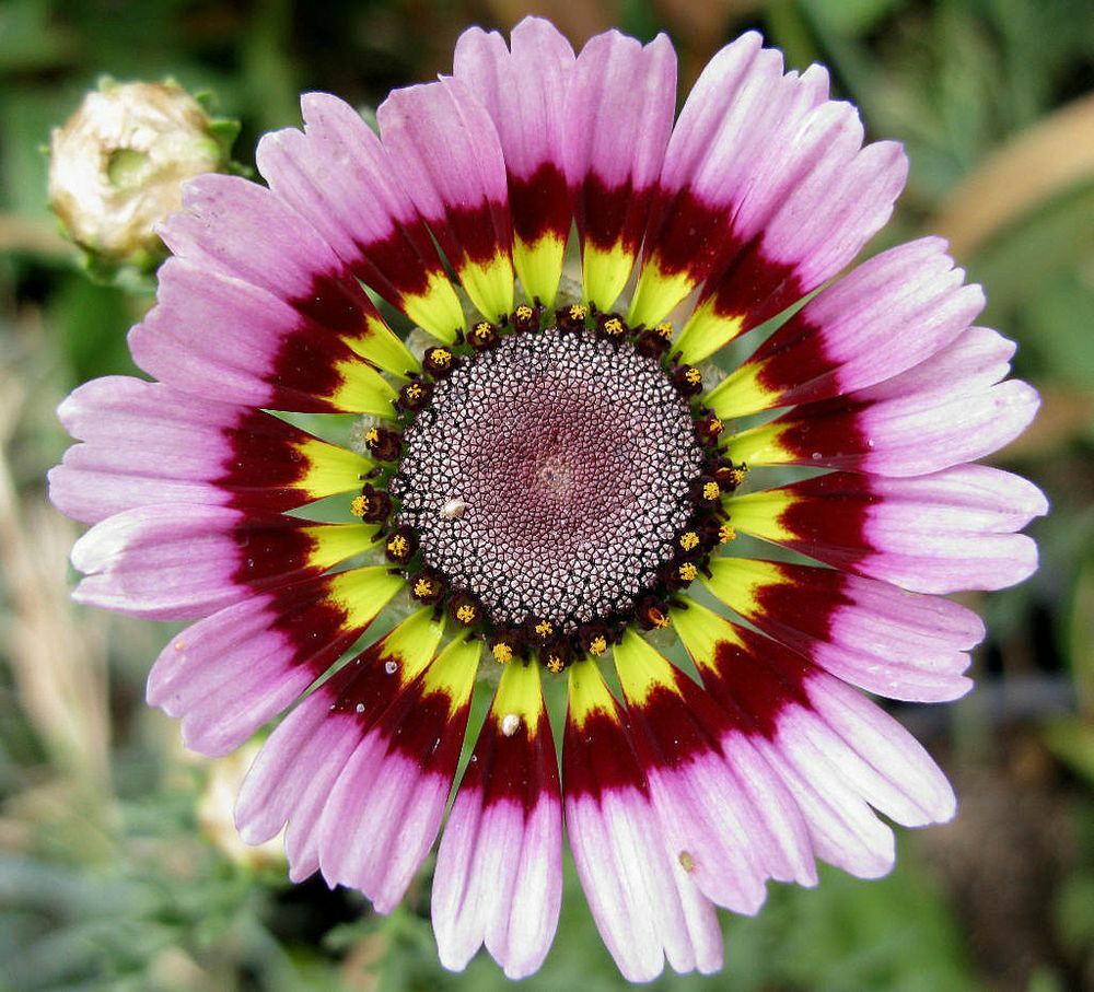 Painted Mix Daisy Seeds | Tricolor Daisies Rainbow Wildflower Flower Seed 2025