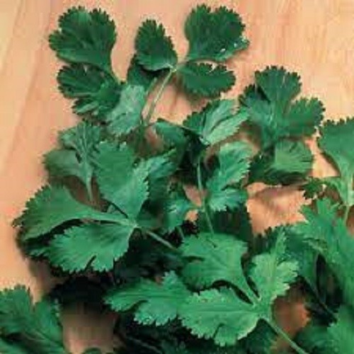 Premium Slow Bolt Cilantro – Fresh Organic Heirloom Seeds – Buy any 3 var, 20%!