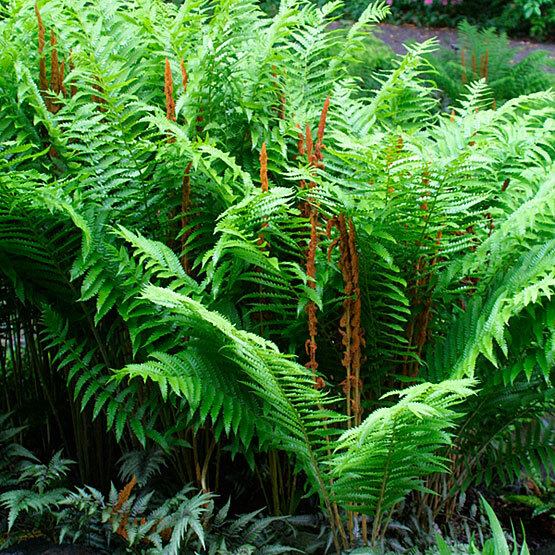 4 Cinnamon Fern Wild Native~WOODLAND GARDEN~ Naturalize BARE ROOT CROWN