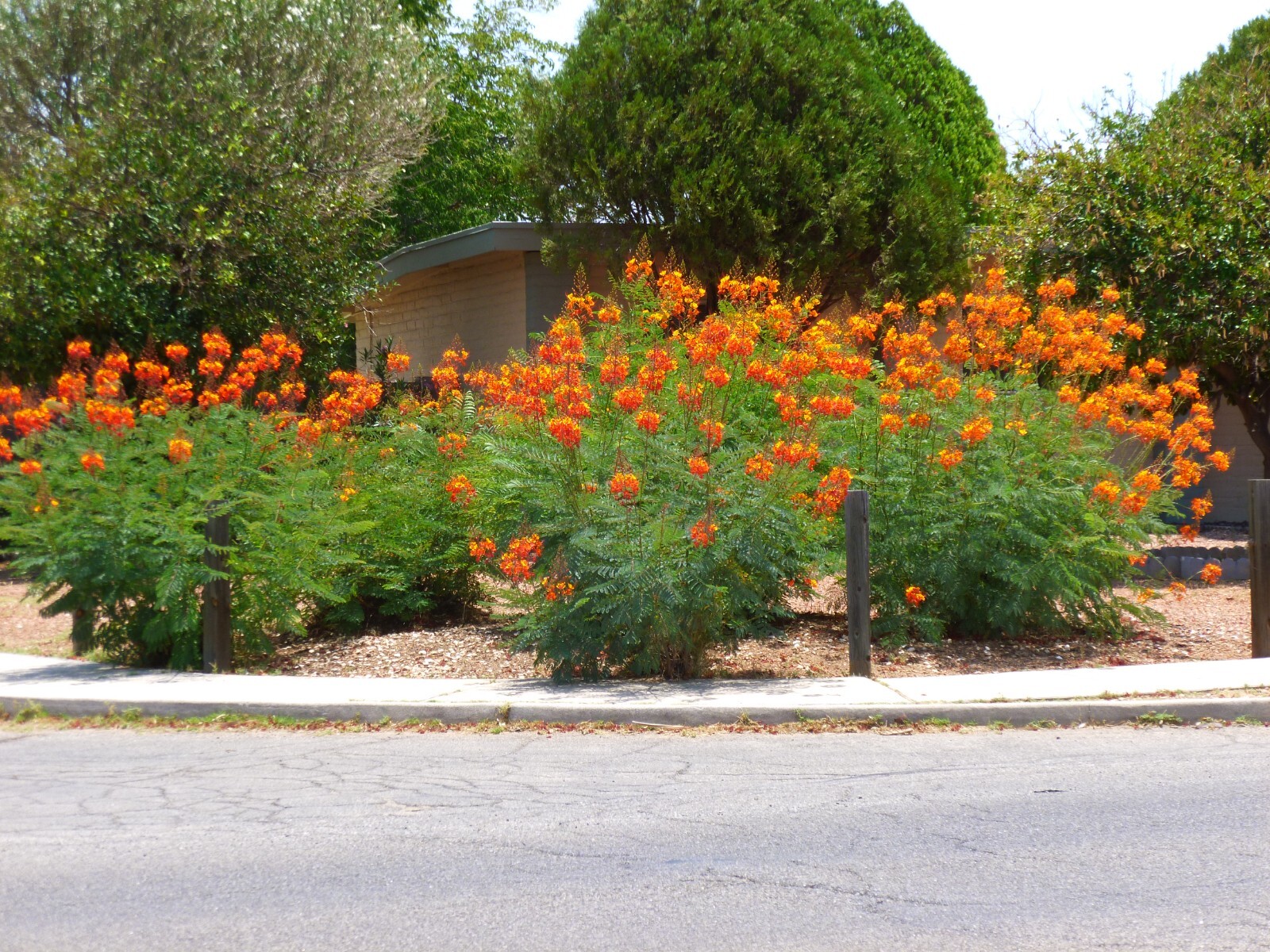 Caesalpinia Pulcherrima 100 Seeds Barbados Flowering Shrub Tree Bird of Paradise