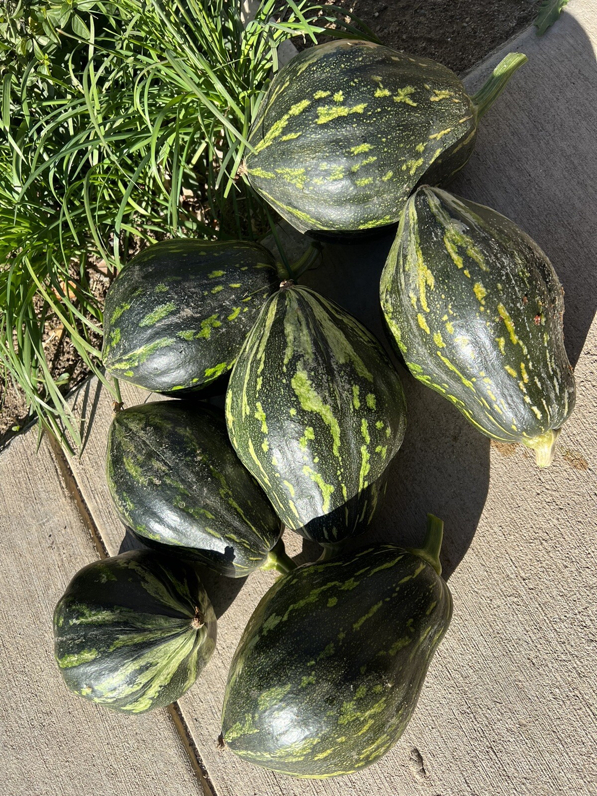 12PCs sweet taro flavor pumpkin seeds 12粒香芋风味南瓜种子 2023年新种子