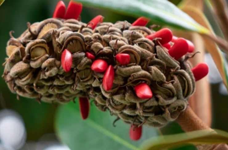 60 quality hand-picked Southern Magnolia seeds-Magnolia Grandiflora