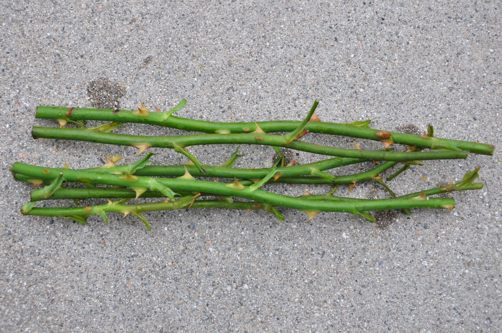 5 Garden Red Rose Cuttings Ready To Plant and Root