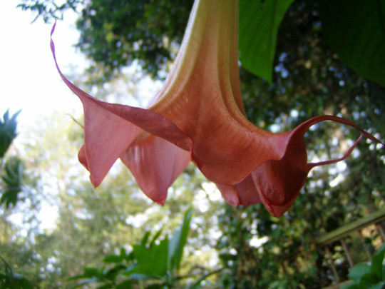 Brugmansia L’Amour 4 seeds