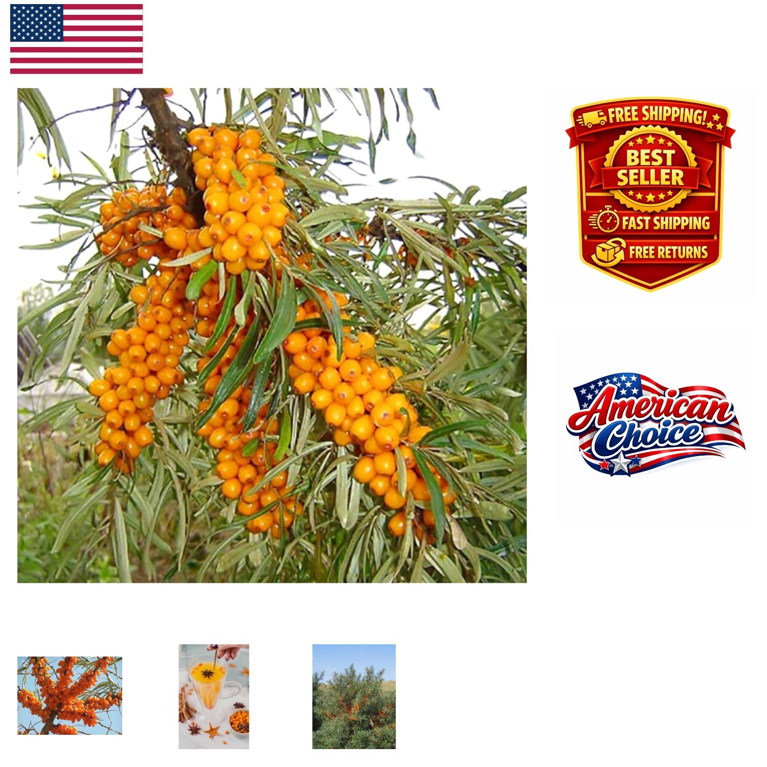 Edible Sea Buckthorn Seeds – 50PCS Drought Tolerant & Versatile Fruit Shrubs